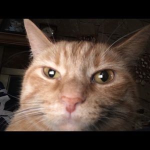 Meet your Posher, Sally